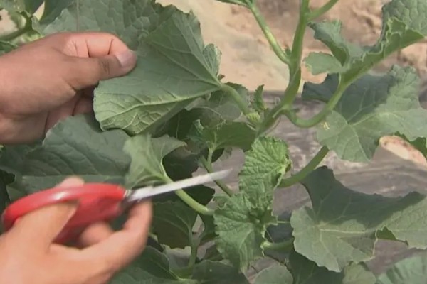 露地种植哈密瓜的方法，果实膨大期要浇透水