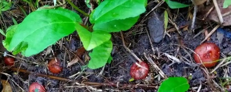 野地瓜何时修剪，在夏季和冬季进行