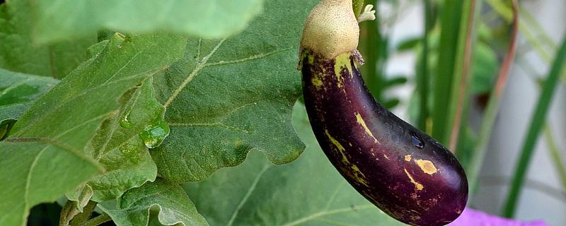 石茄产生的原因，可能是土壤干旱所致