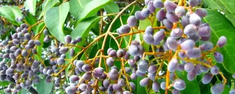 女贞子怎么繁殖，主要采取播种、扦插等方式