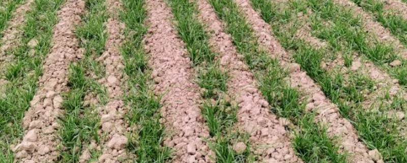 小麦的种植方法，种植春小麦要及时抢墒整地