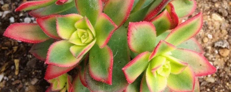 艳日辉夏天会不会休眠，温度高于40℃会进入休眠期