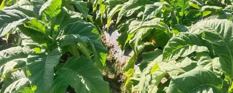 湖南省衡南县的特产，南岳猕猴桃吃法多样