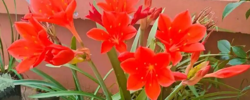 如何养紫根兰才长得快，要将其养在阳光充足的地方