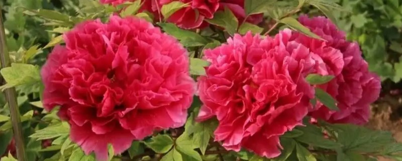 盆栽牡丹花怎么养殖，生长期要保持土壤湿润