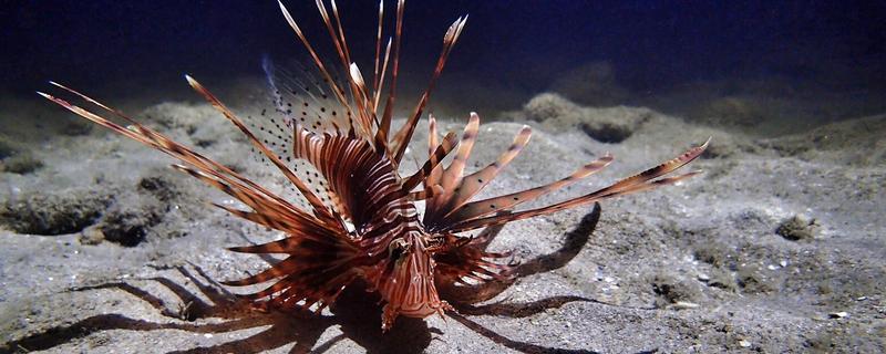 哪些海洋鱼类有毒，常见蓑鮋、洛氏刺尾鱼等品种