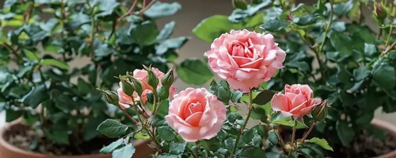 春天可以修剪月季吗，春天可以修剪