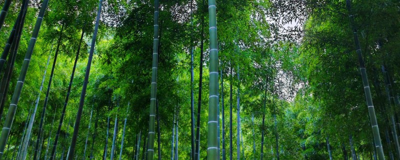 竹子的寓意是什么，寓意淳朴简约、生命活力等