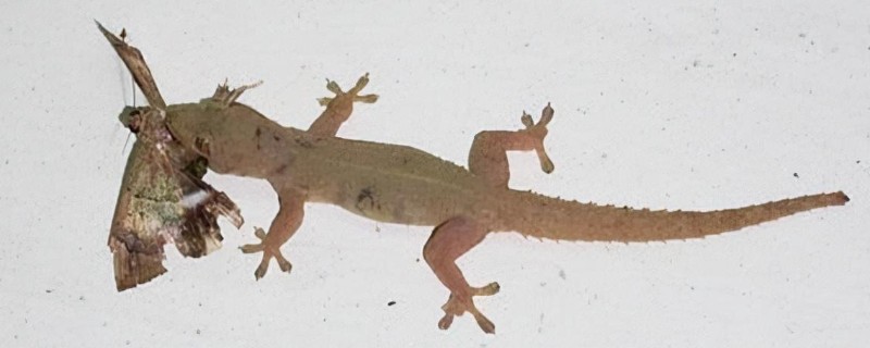 壁虎怎么养殖，一般在晚上喂食