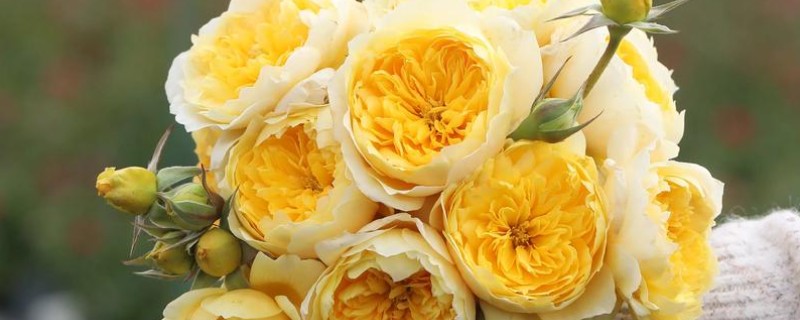 月季的花语，不同颜色的花语不同