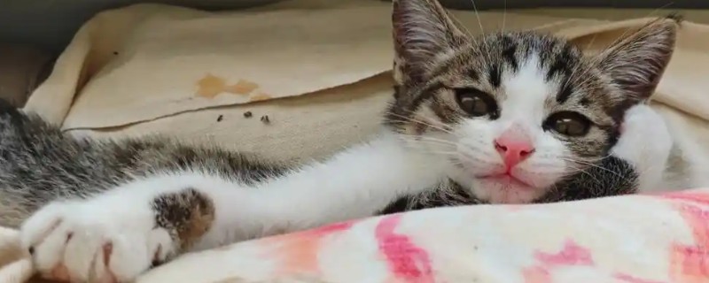 如何根据猫咪呕吐物区分病因，毛球会引起液体呕吐物