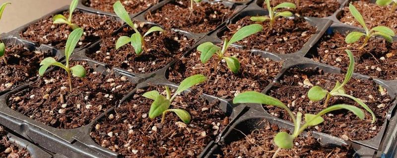 矢车菊如何正确施肥，遵循薄肥勤施原则施肥