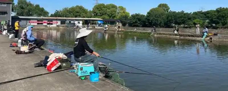 秋季钓鱼怎样选钓位，可以在树荫下、水草区钓鱼