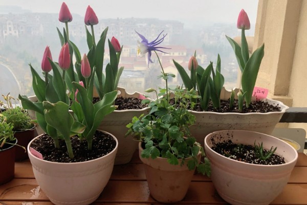 郁金香上盆后要不要浇水，需要浇水