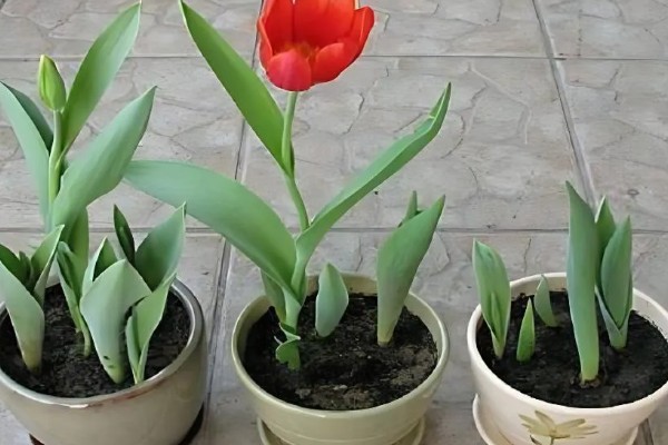 郁金香上盆后要不要浇水，需要浇水