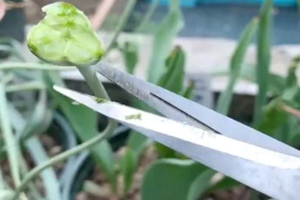 郁金香上盆后要不要浇水，需要浇水