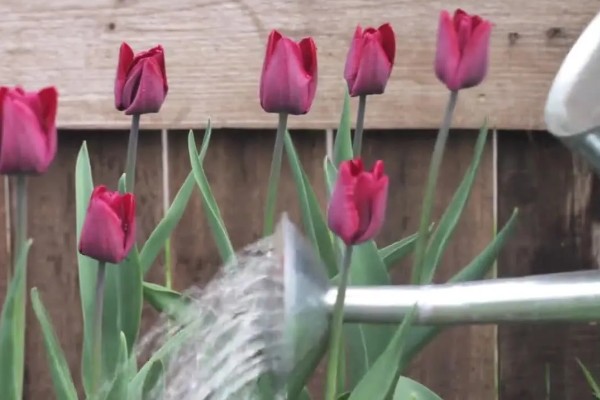 郁金香上盆后要不要浇水，需要浇水