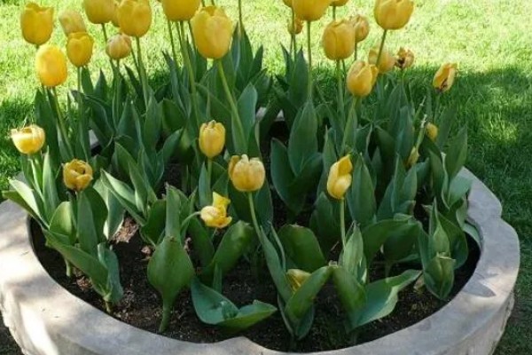 郁金香上盆后要不要浇水，需要浇水