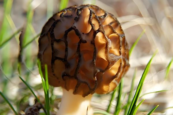 羊肚菌的品种介绍，有小顶羊肚菌、尖顶羊肚菌等