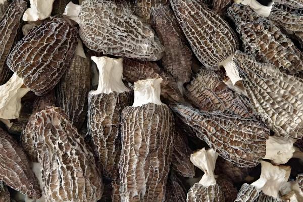 羊肚菌的品种介绍，有小顶羊肚菌、尖顶羊肚菌等