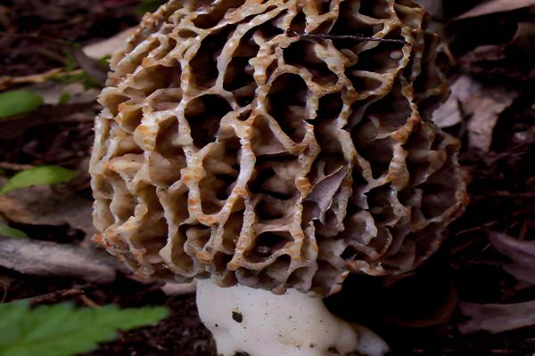 羊肚菌的品种介绍，有小顶羊肚菌、尖顶羊肚菌等