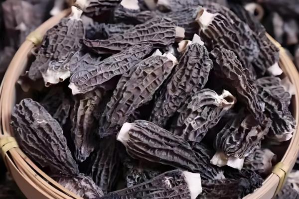 羊肚菌的品种介绍，有小顶羊肚菌、尖顶羊肚菌等