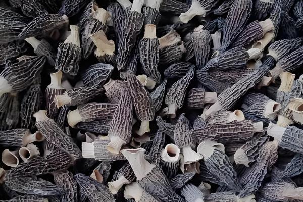 羊肚菌的品种介绍，有小顶羊肚菌、尖顶羊肚菌等