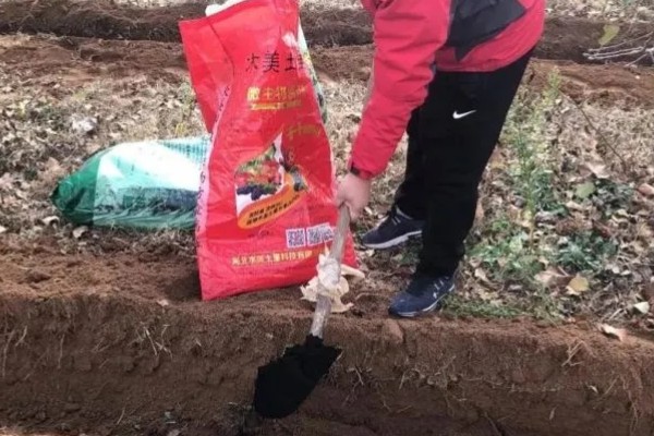 玉米铁茬种植如何施肥，基肥以腐熟有机肥为主