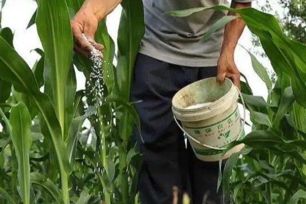 玉米铁茬种植如何施肥，基肥以腐熟有机肥为主