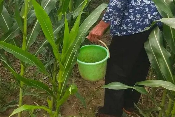 玉米铁茬种植如何施肥，基肥以腐熟有机肥为主