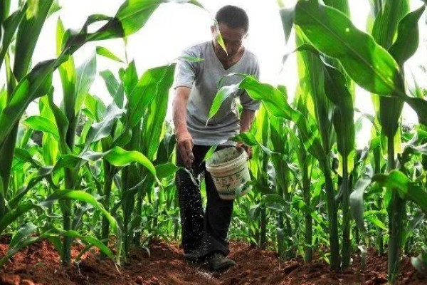 玉米铁茬种植如何施肥，基肥以腐熟有机肥为主