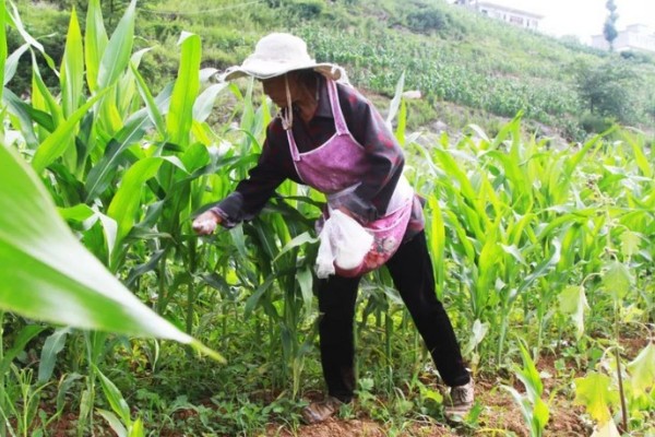 玉米铁茬种植如何施肥，基肥以腐熟有机肥为主