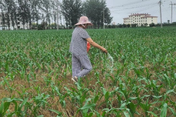 玉米铁茬种植如何施肥，基肥以腐熟有机肥为主