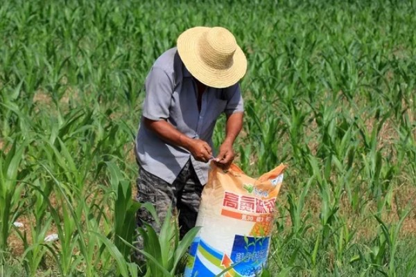 玉米铁茬种植如何施肥，基肥以腐熟有机肥为主