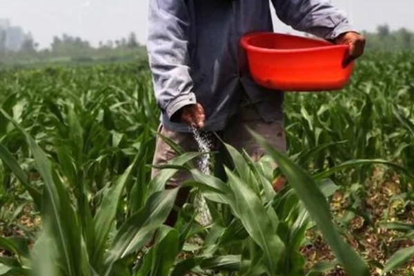玉米铁茬种植如何施肥，基肥以腐熟有机肥为主