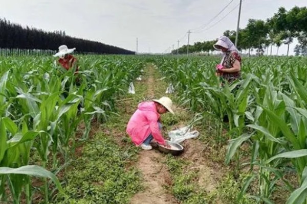 玉米铁茬种植如何施肥，基肥以腐熟有机肥为主
