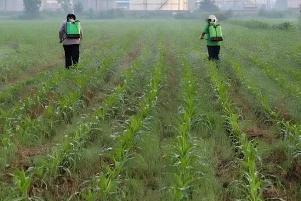 玉米铁茬种植如何施肥，基肥以腐熟有机肥为主