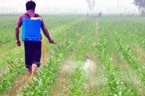 玉米铁茬种植如何施肥，基肥以腐熟有机肥为主