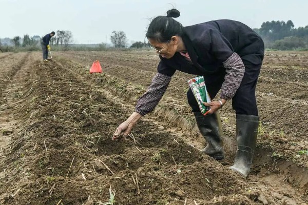 玉米铁茬种植如何施肥，基肥以腐熟有机肥为主