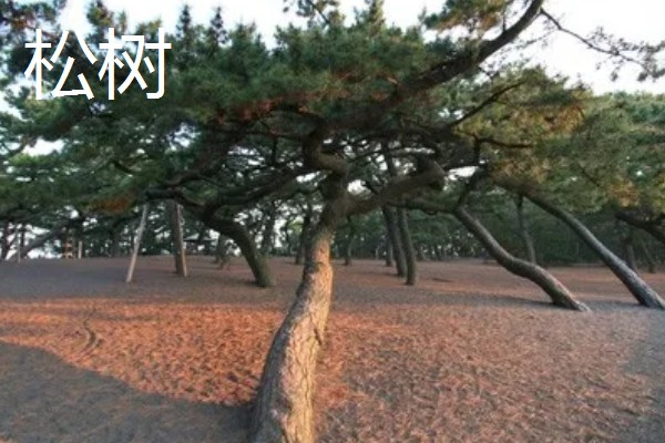 有什么常见的园林植物，包括松树、银杏树、香樟树等品种