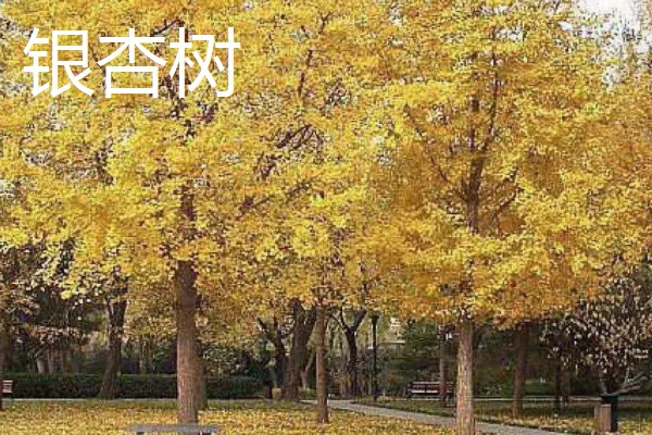 有什么常见的园林植物，包括松树、银杏树、香樟树等品种