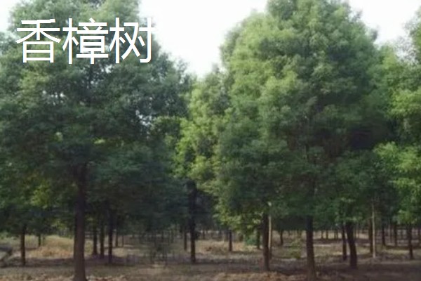 有什么常见的园林植物，包括松树、银杏树、香樟树等品种