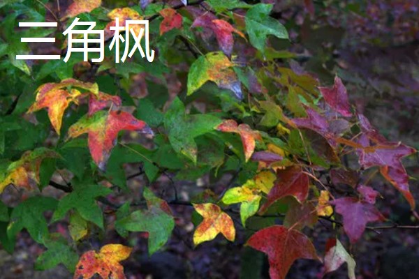 有什么常见的园林植物，包括松树、银杏树、香樟树等品种