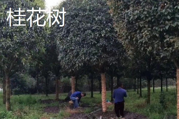 有什么常见的园林植物，包括松树、银杏树、香樟树等品种