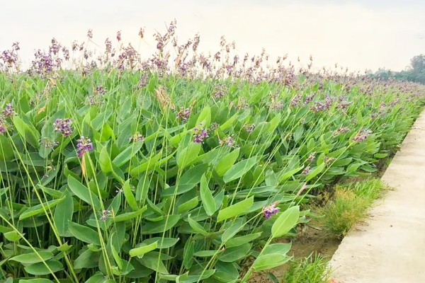 有什么常见的园林植物，包括松树、银杏树、香樟树等品种