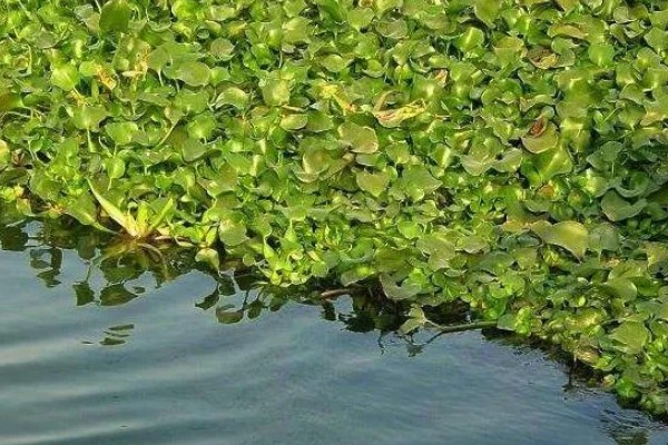 有什么常见的园林植物，包括松树、银杏树、香樟树等品种