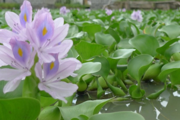 有什么常见的园林植物，包括松树、银杏树、香樟树等品种