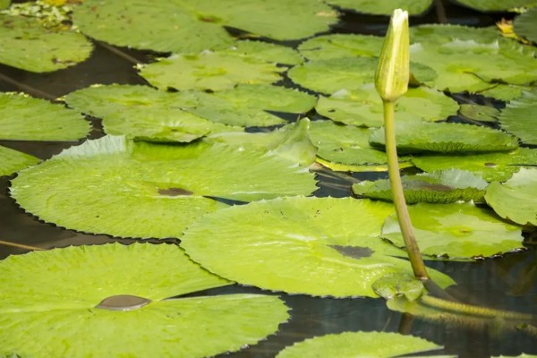 有什么常见的园林植物，包括松树、银杏树、香樟树等品种