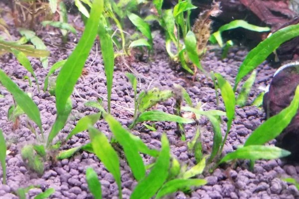 有什么常见的园林植物，包括松树、银杏树、香樟树等品种