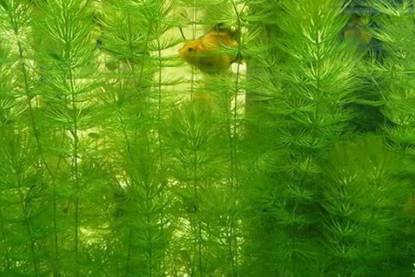 有什么常见的园林植物，包括松树、银杏树、香樟树等品种